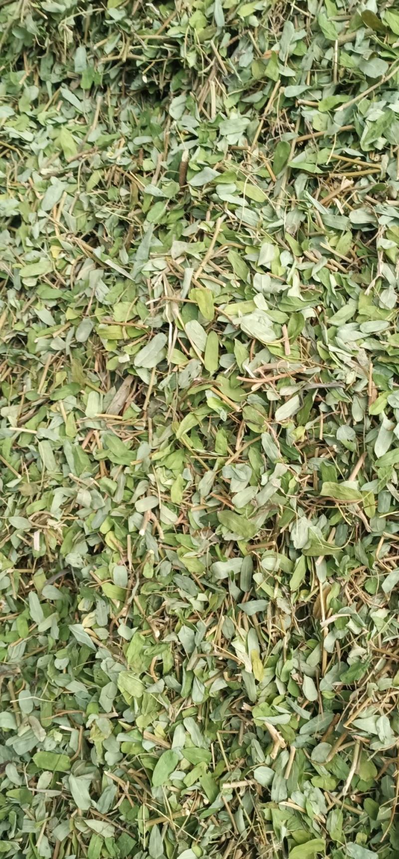 砍好甘甜小叶鸡骨草一手货源量大忧惠中药批发