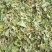 砍好甘甜小叶鸡骨草一手货源量大忧惠中药批发
