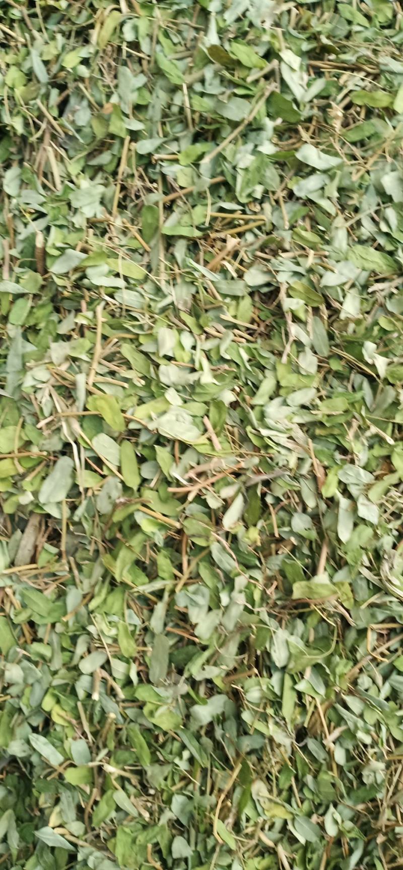 砍好甘甜小叶鸡骨草一手货源量大忧惠中药批发