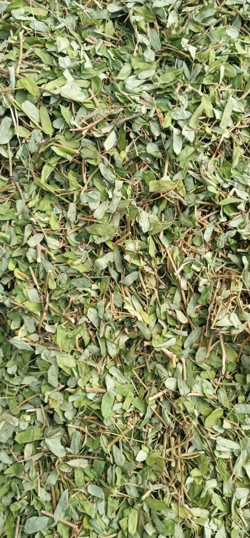 砍好甘甜小叶鸡骨草一手货源量大忧惠中药批发