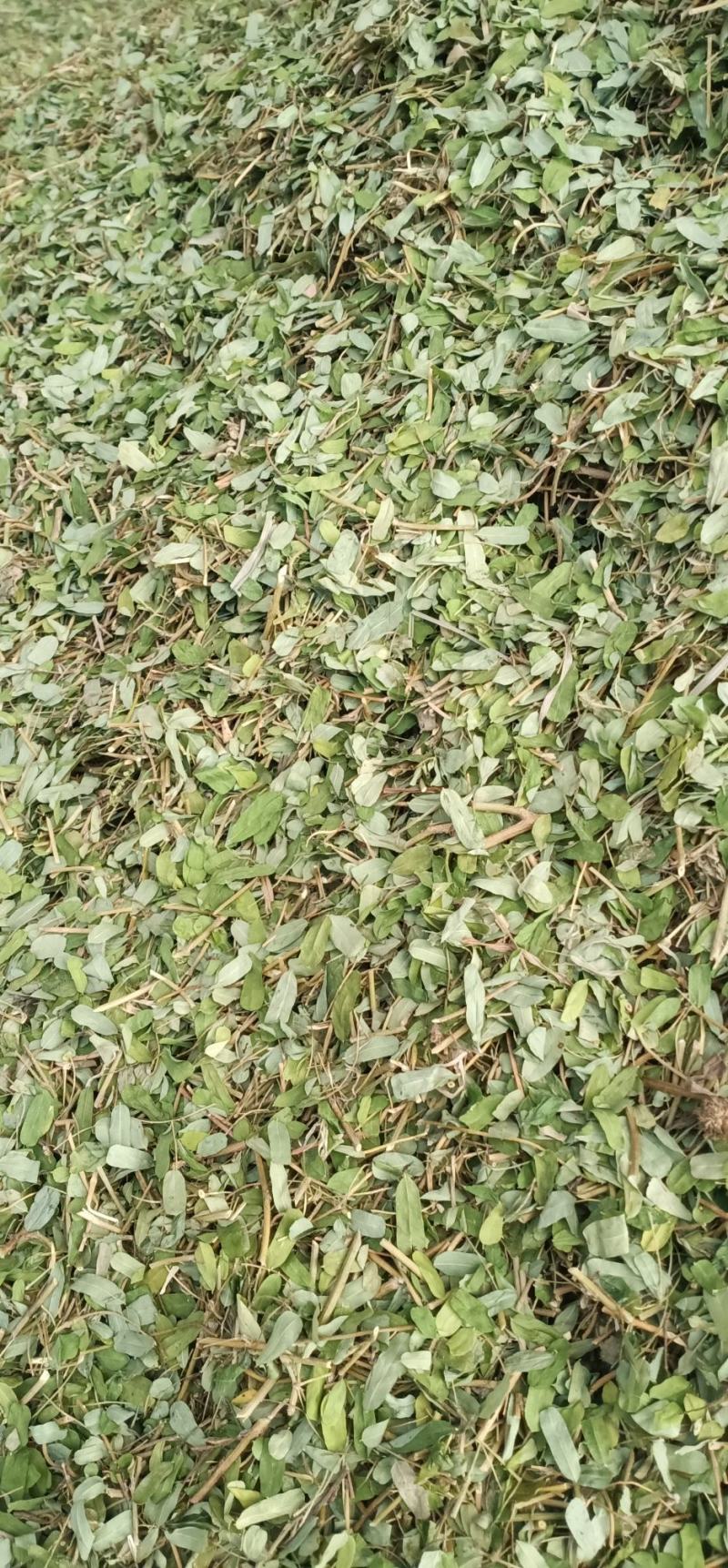 砍好甘甜小叶鸡骨草一手货源量大忧惠中药批发