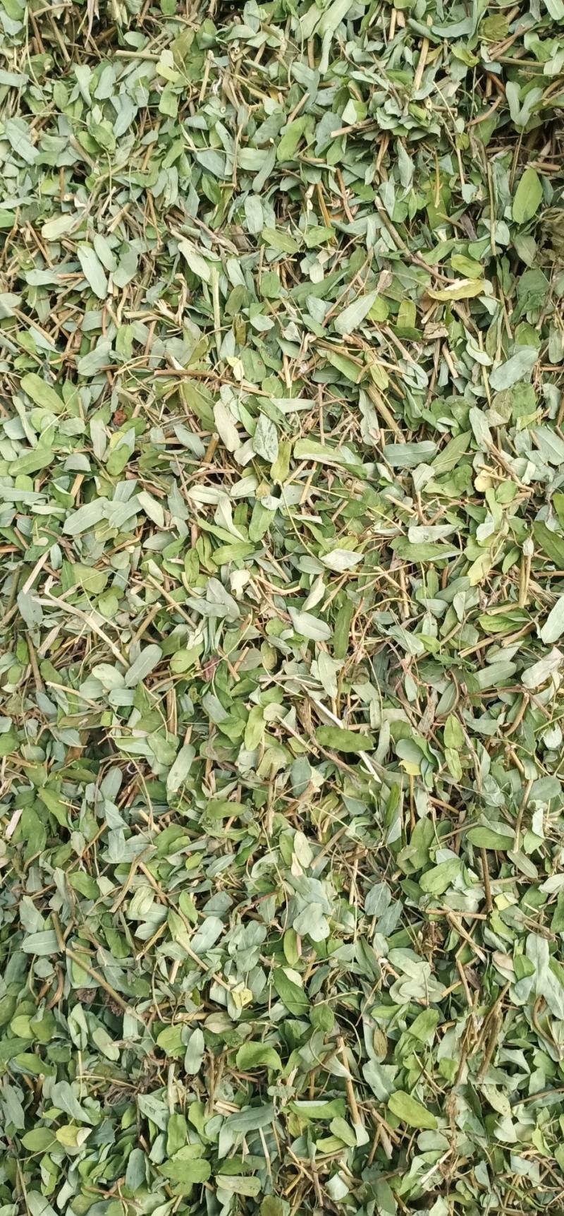 砍好甘甜小叶鸡骨草一手货源量大忧惠中药批发
