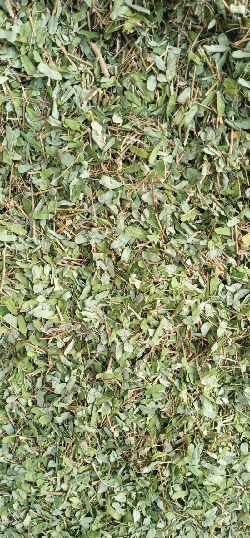 砍好甘甜小叶鸡骨草一手货源量大忧惠中药批发