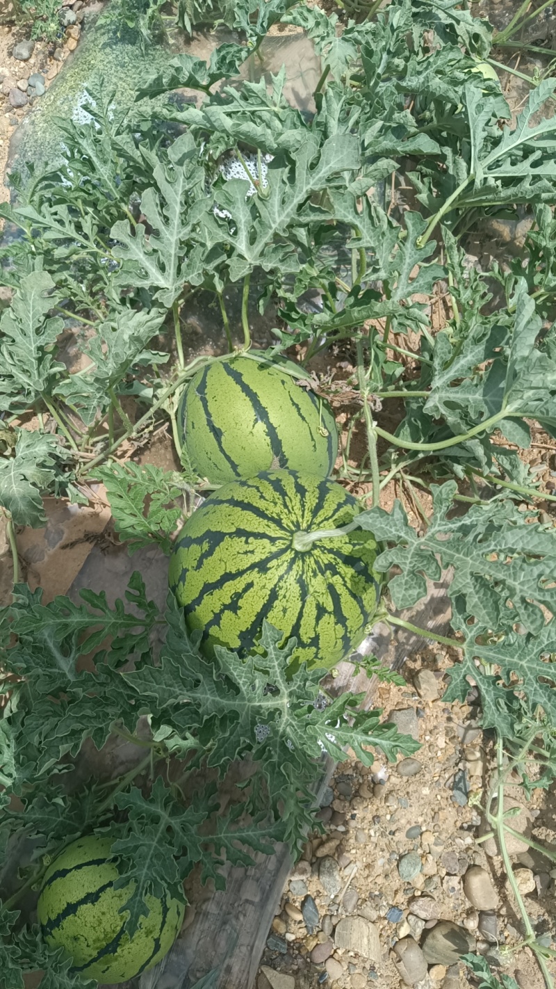 旱地京欣西瓜，旱沙地硒砂瓜，石头瓜