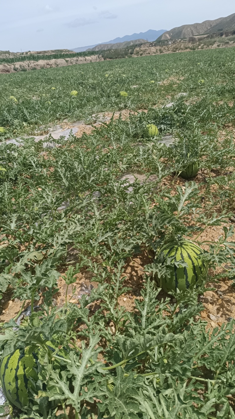 旱地京欣西瓜，旱沙地硒砂瓜，石头瓜