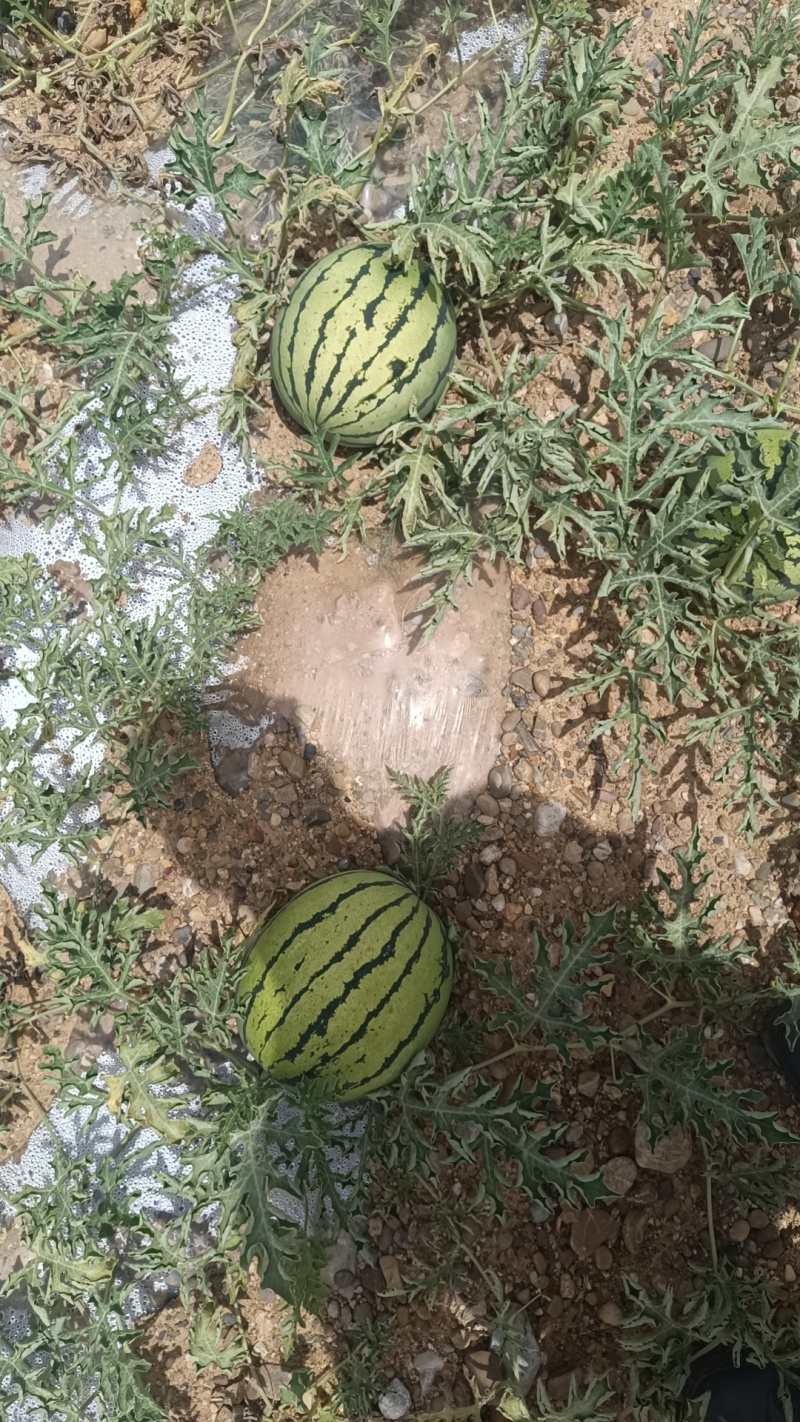 旱地京欣西瓜，旱沙地硒砂瓜，石头瓜