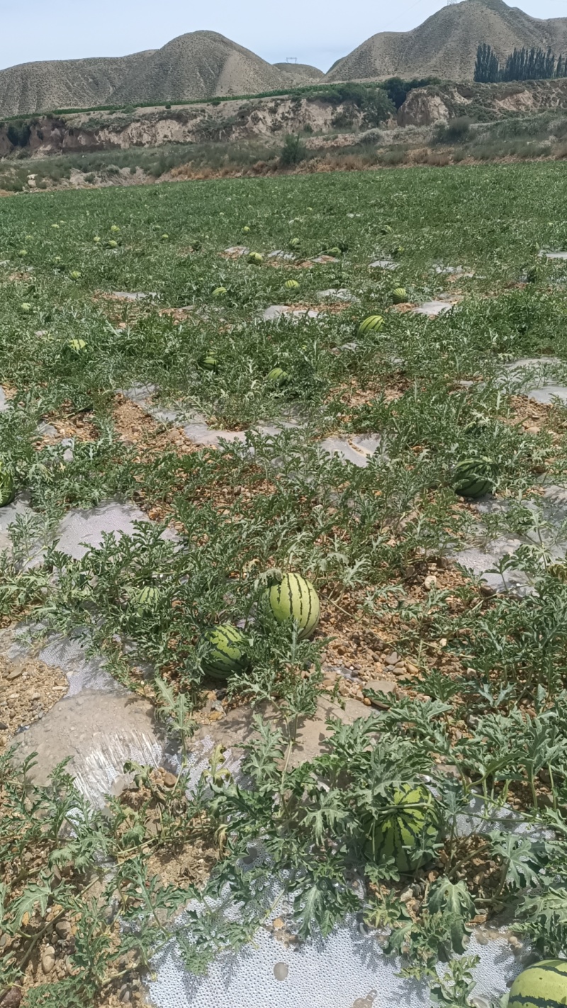 旱地京欣西瓜，旱沙地硒砂瓜，石头瓜