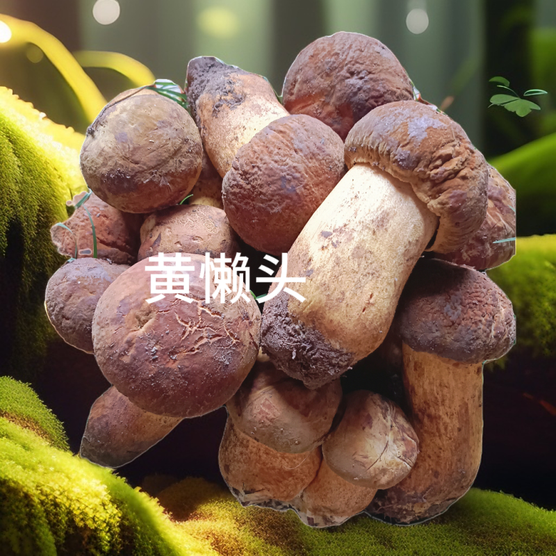 黄濑头：大自然的馈赠，舌尖上的美味。现采现发！