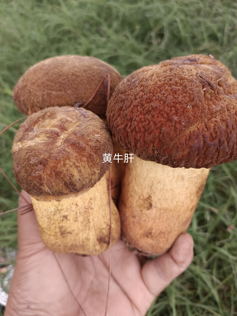 黄濑头：大自然的馈赠，舌尖上的美味。现采现发！