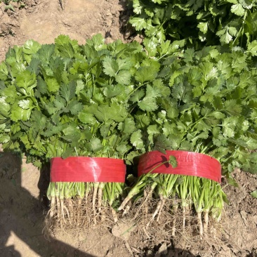 河南杞县大叶香菜铁杆青香菜产地直发本店就是讲诚信！