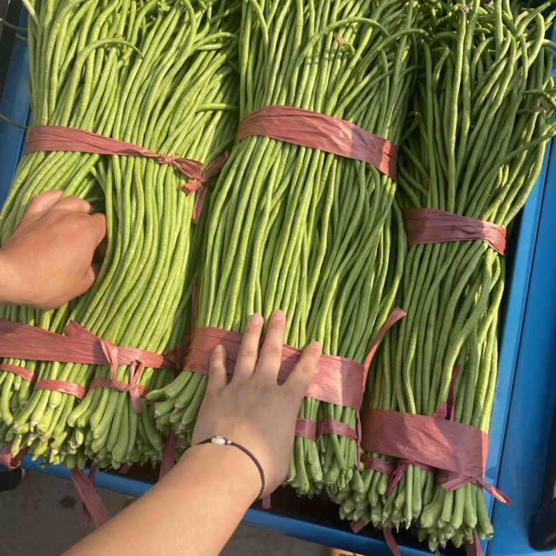 精品长豆角，实力代收，产地直发，货量大！牛