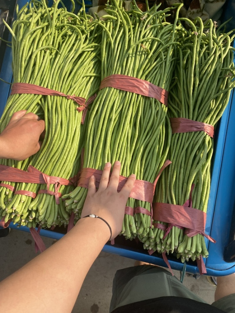 精品长豆角，实力代收，产地直发，货量大！牛