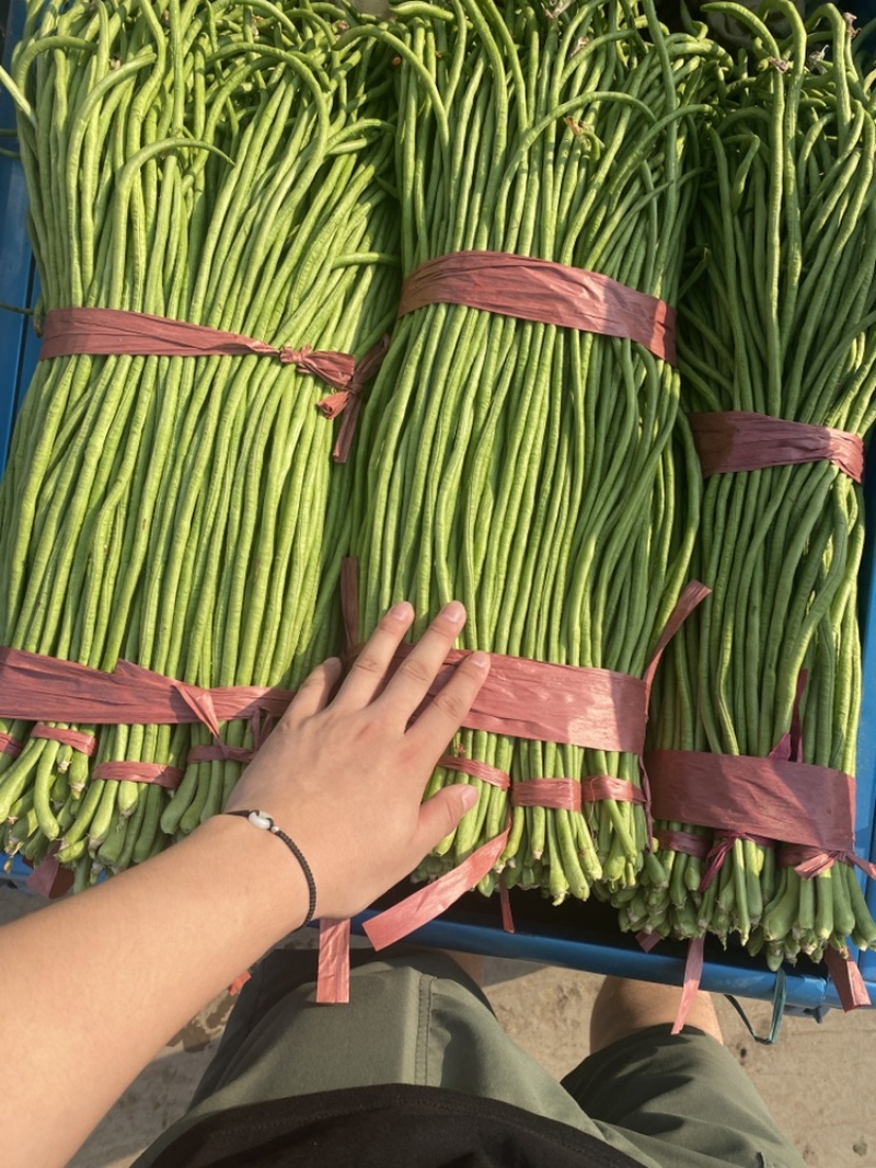 精品长豆角，实力代收，产地直发，货量大！牛