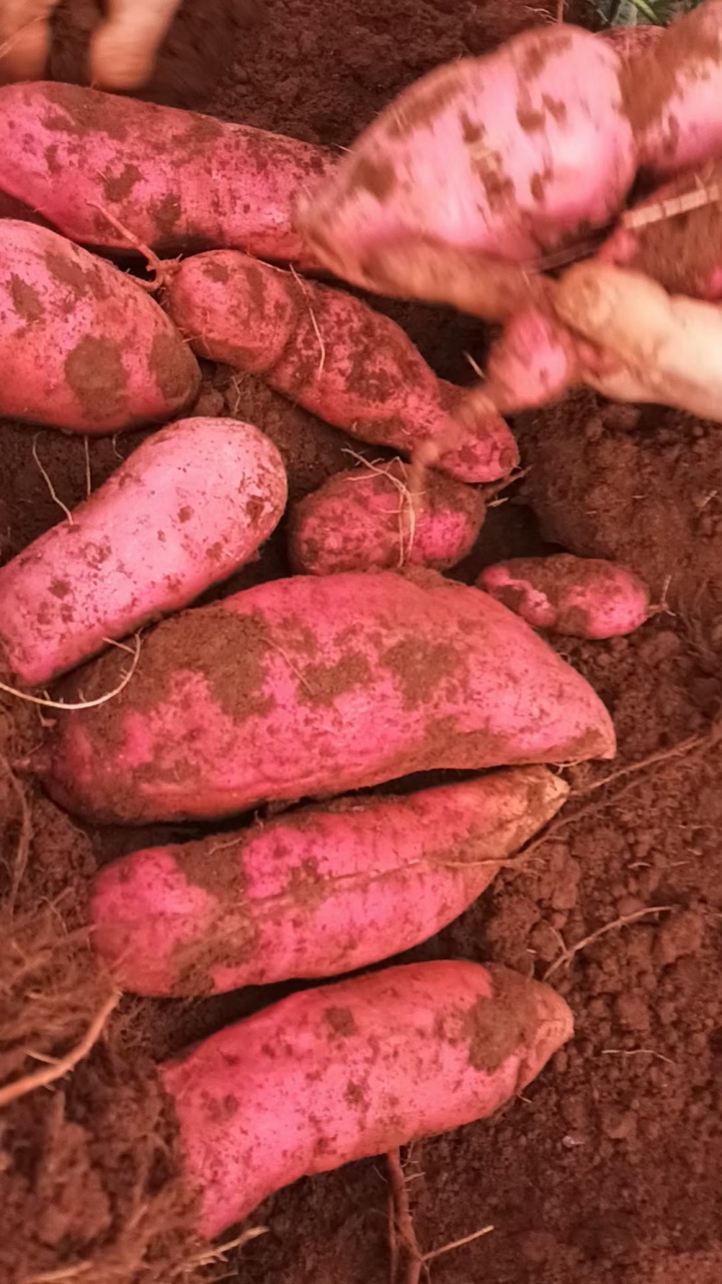 精品西瓜红红薯大量上市产地直供一手货源量大从优
