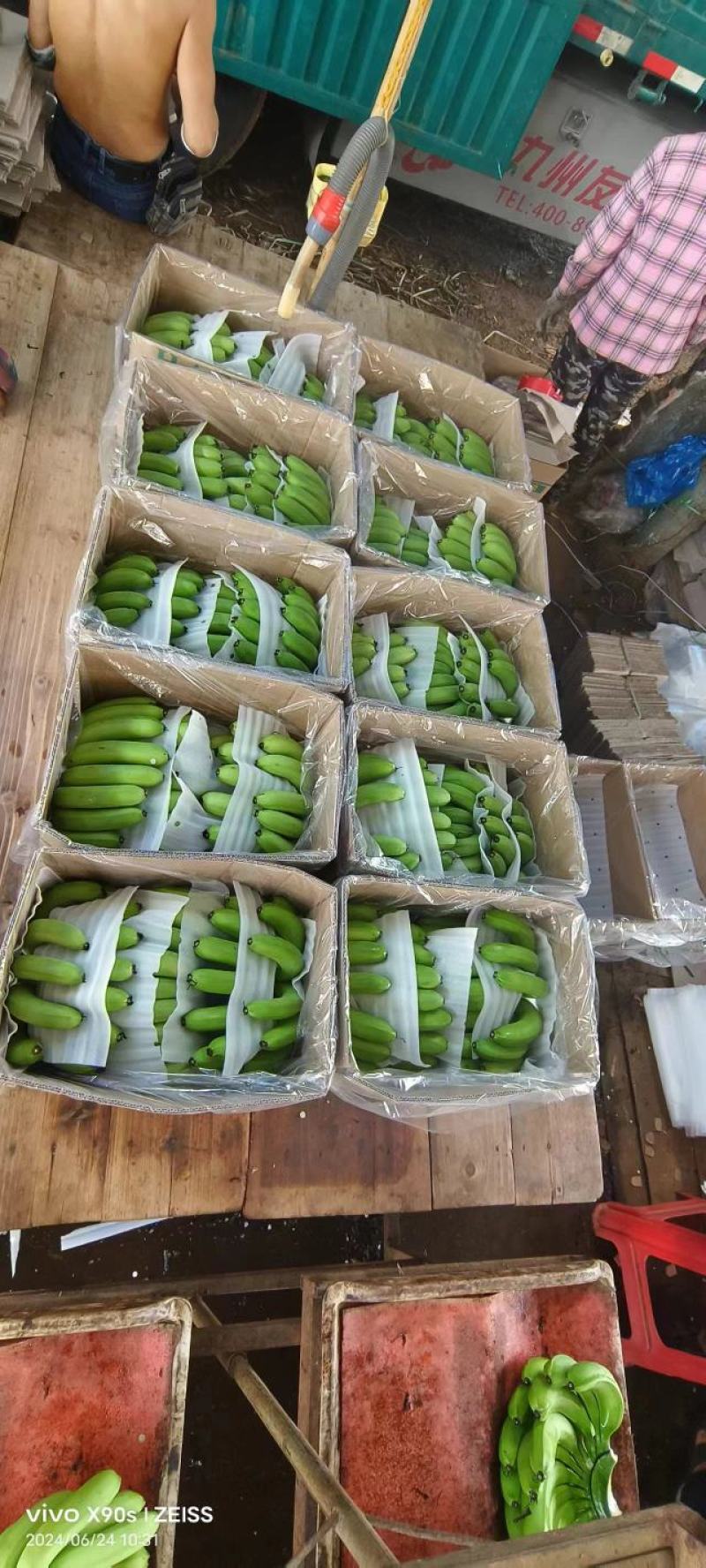 广东湛江基地巴西香蕉货源充足欢迎来电咨询合作