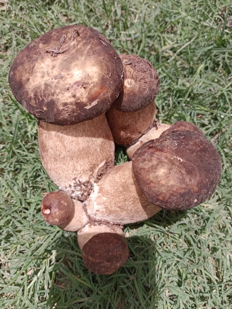 美味牛肝菌：大自然的馈赠，舌尖上的盛宴。现采现发！