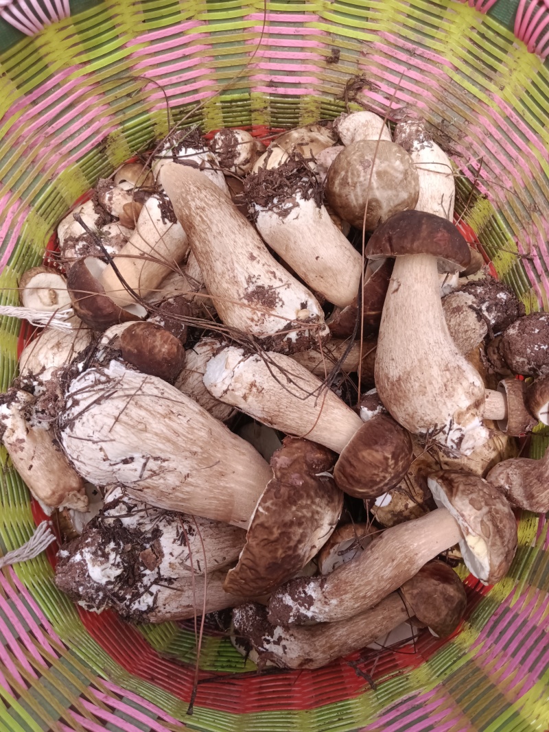 美味牛肝菌：大自然的馈赠，舌尖上的盛宴。现采现发！