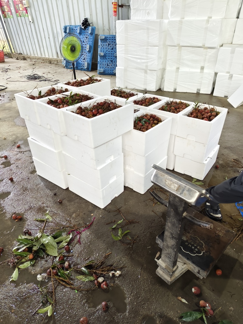 诏安黑叶荔枝今年量大，已上市有大量了