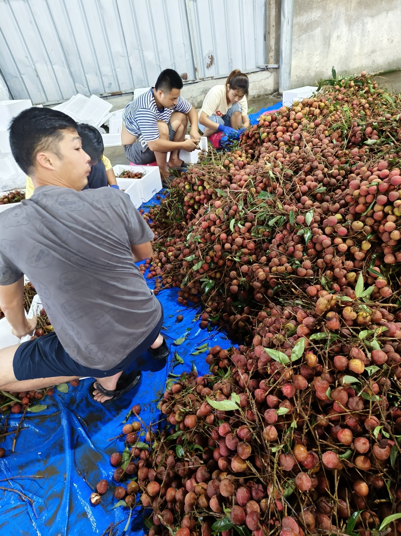 诏安黑叶荔枝今年量大，已上市有大量了