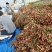 诏安黑叶荔枝今年量大，已上市有大量了