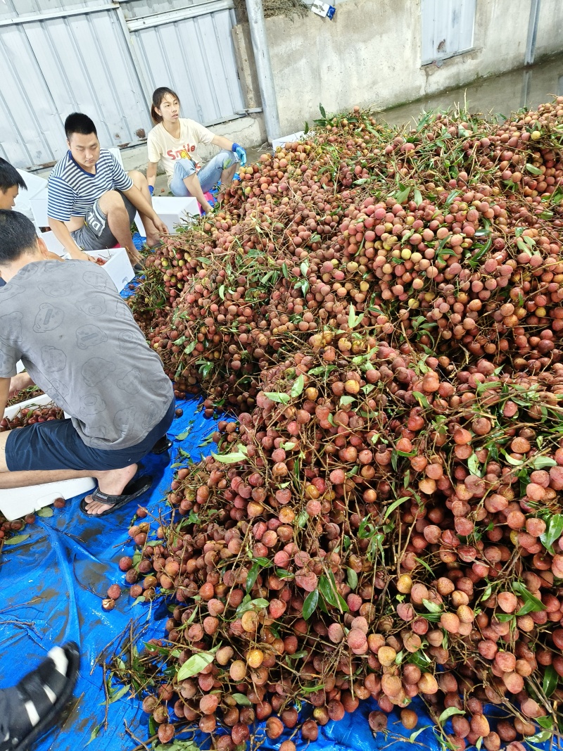 诏安黑叶荔枝今年量大，已上市有大量了