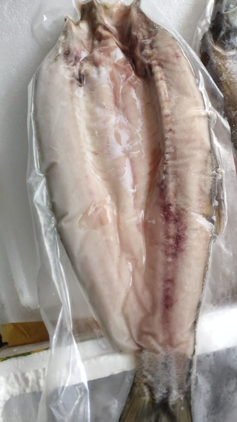 刁嘴魚
