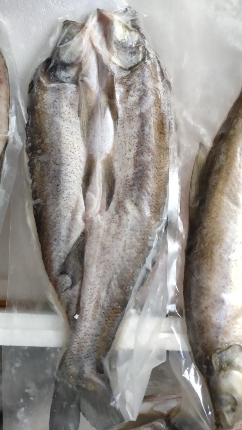 刁嘴魚