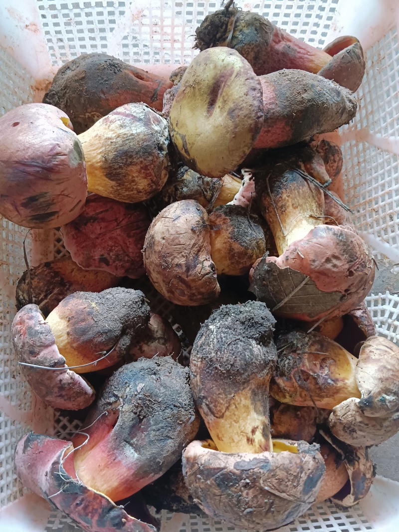 紫葱牛肝菌：自然的馈赠，独特的风味。现采现发！