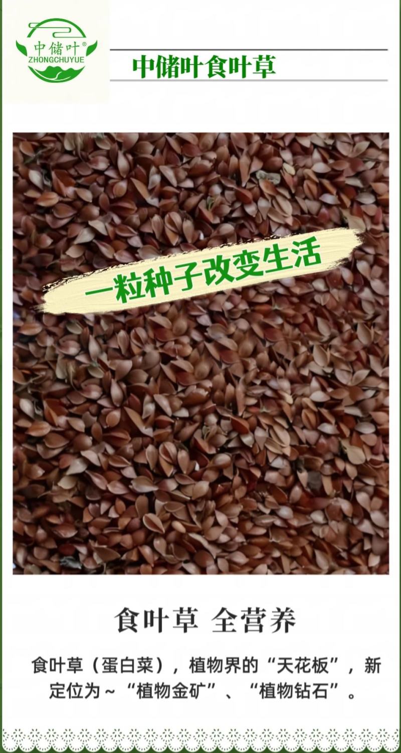 食叶草种食品级柏教授研究院引进一代种高蛋白全营养