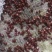 食叶草种食品级柏教授研究院引进一代种高蛋白全营养