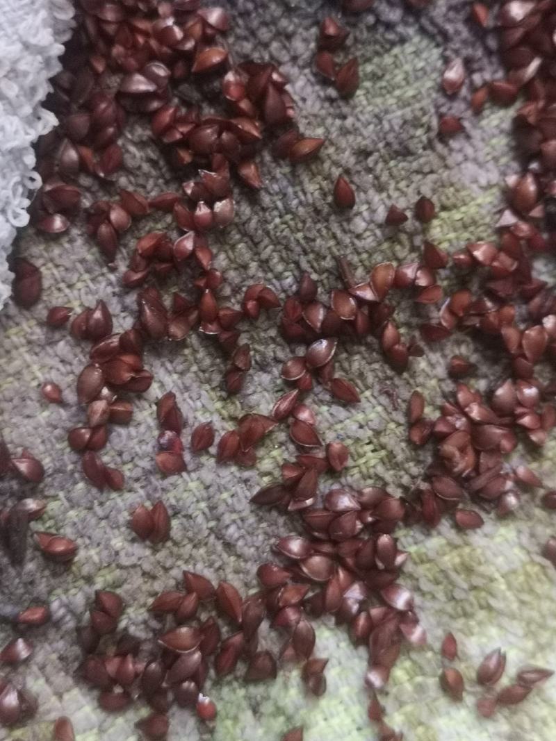食叶草种食品级柏教授研究院引进一代种高蛋白全营养