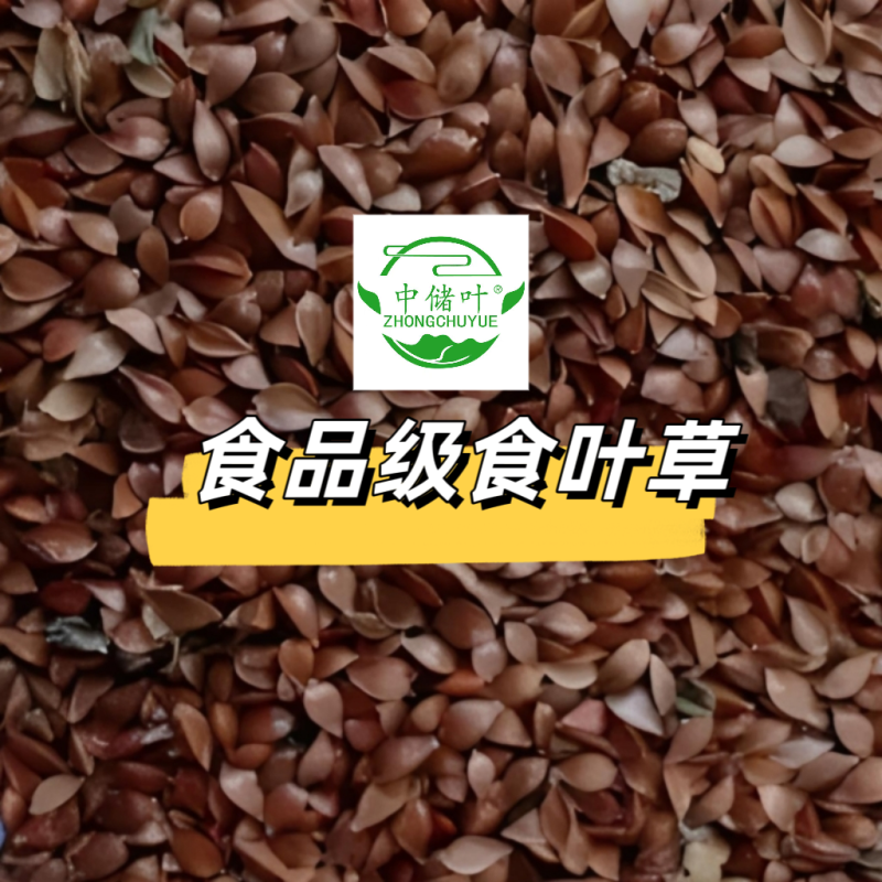 食叶草种食品级柏教授研究院引进一代种高蛋白全营养