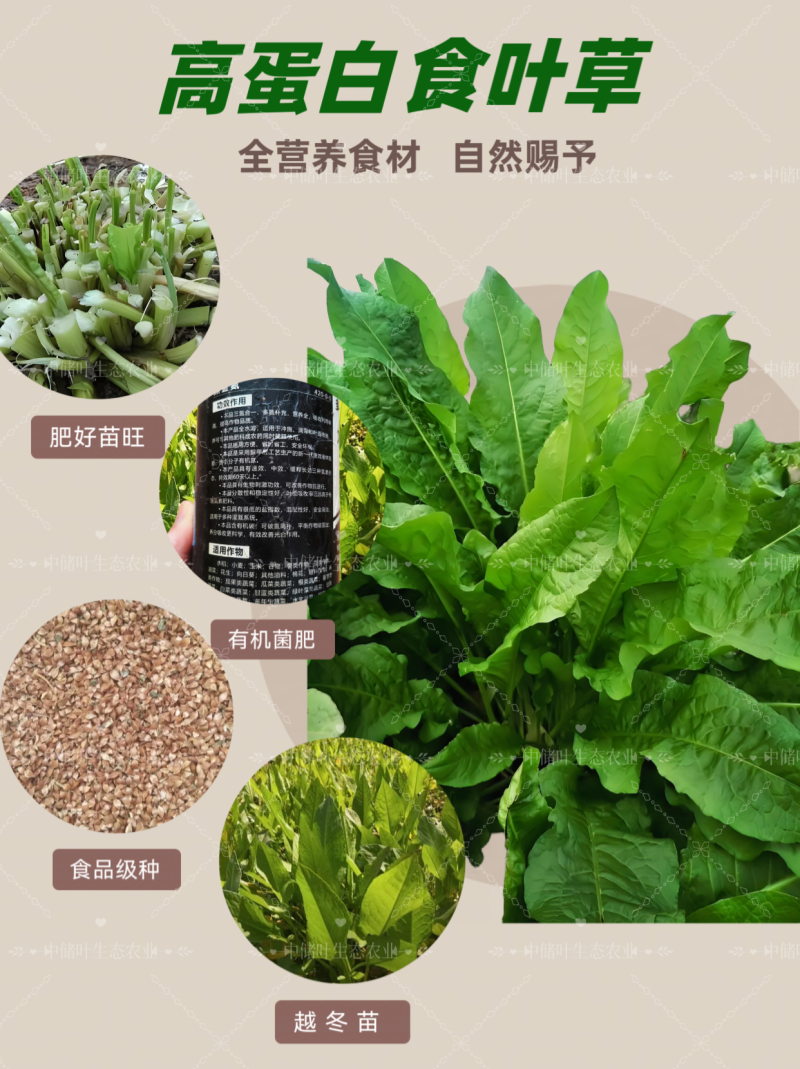 食叶草种食品级柏教授研究院引进一代种高蛋白全营养