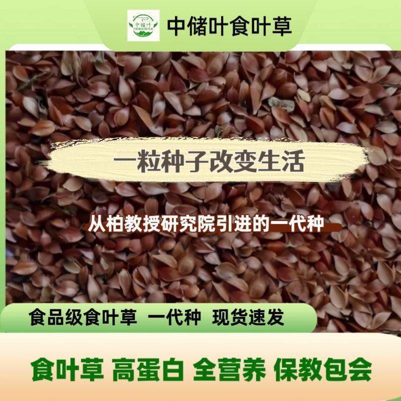 食叶草种食品级柏教授研究院引进一代种高蛋白全营养