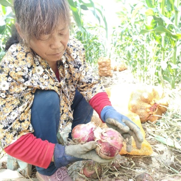 紫皮水果洋葱