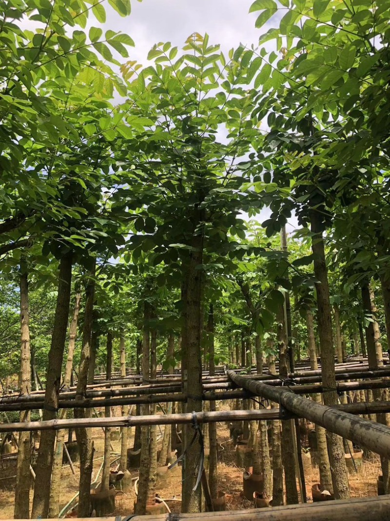 火焰木8～15公分基地直销规格齐全欢迎老板来电咨询