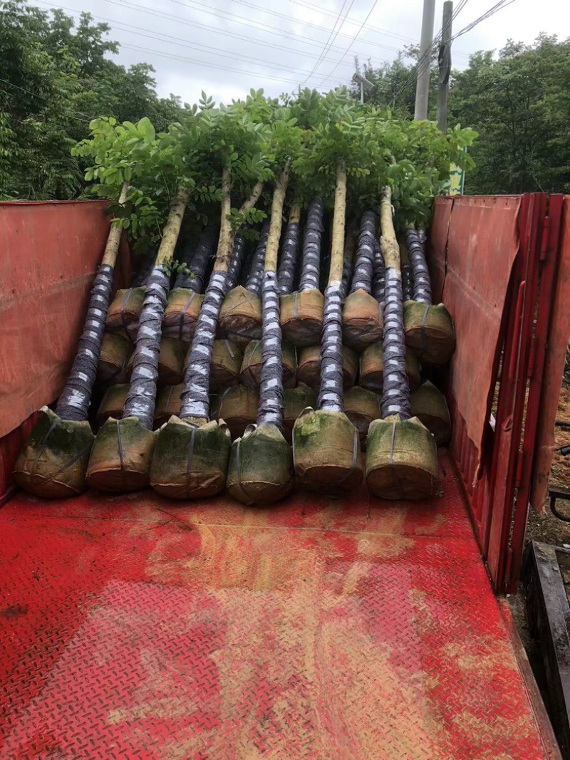 火焰木8～15公分基地直销规格齐全欢迎老板来电咨询