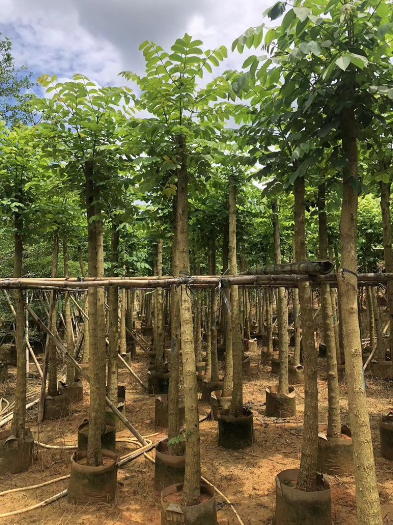 火焰木8～15公分基地直销规格齐全欢迎老板来电咨询