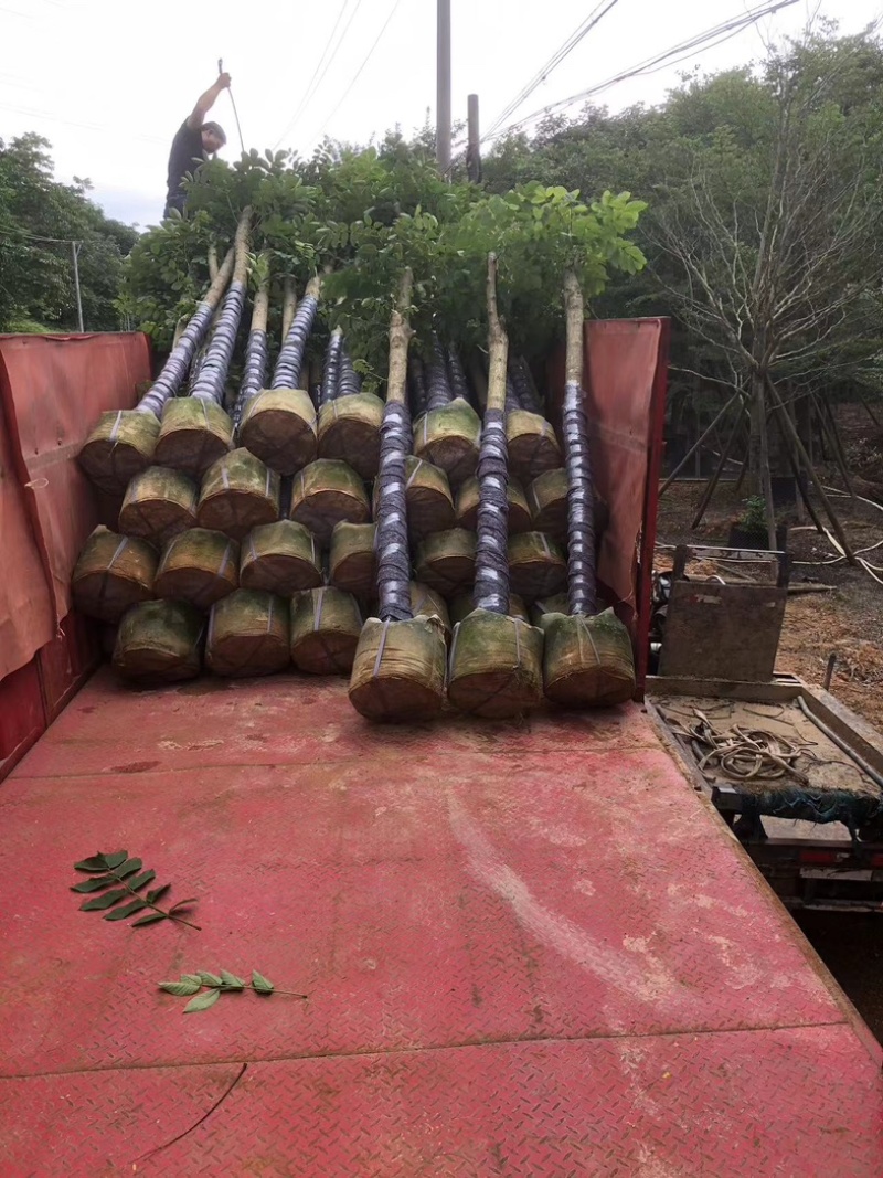 火焰木8～15公分基地直销规格齐全欢迎老板来电咨询