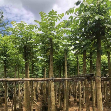 火焰木8～15公分基地直销规格齐全欢迎老板来电咨询