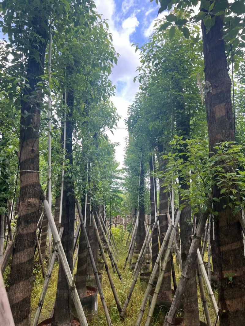 截杆香樟10～18公分基地直销规格齐全欢迎老板来电