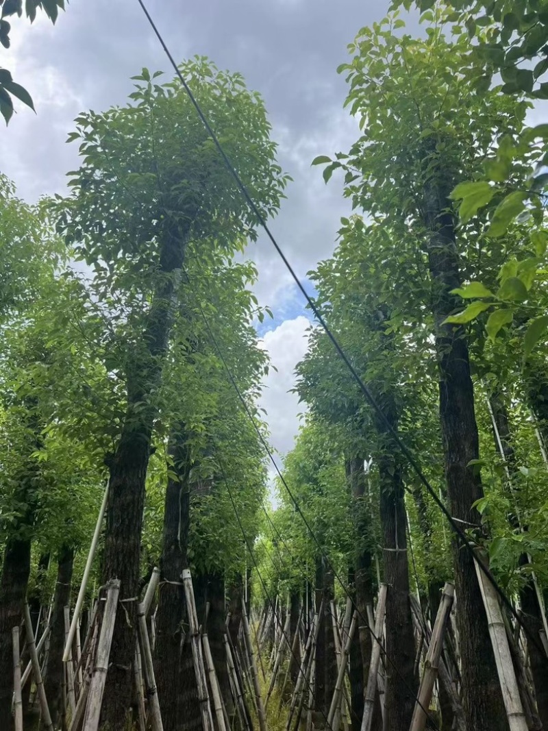 截杆香樟10～18公分基地直销规格齐全欢迎老板来电