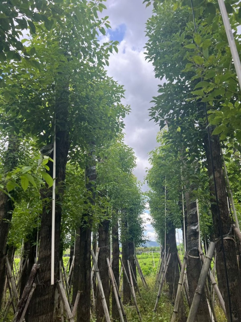 截杆香樟10～18公分基地直销规格齐全欢迎老板来电