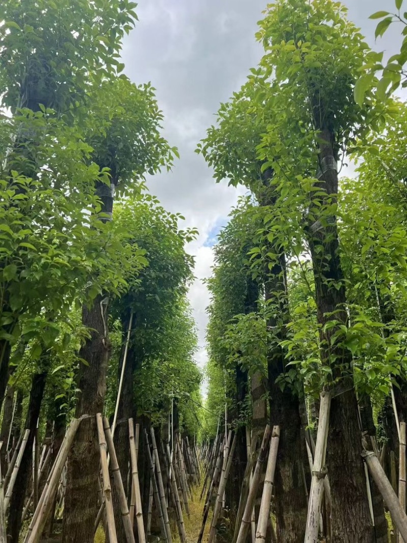 截杆香樟10～18公分基地直销规格齐全欢迎老板来电