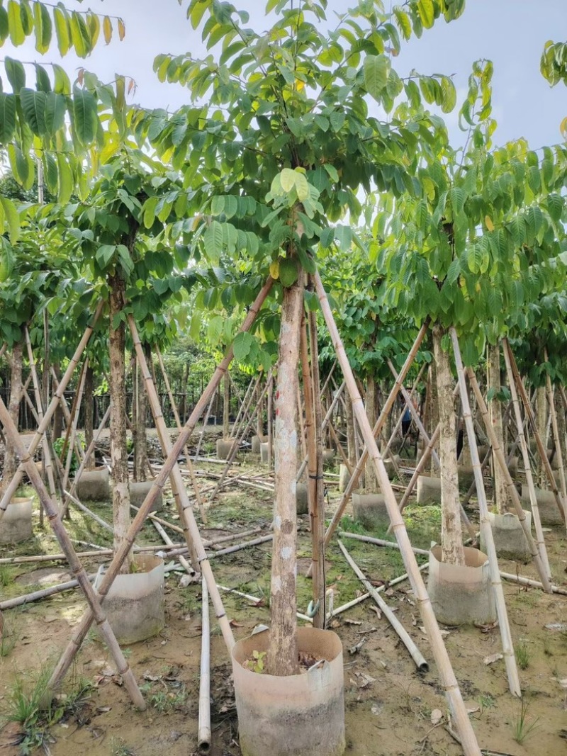 光杆大叶紫薇10～20公分基地直销规格齐全欢迎来电