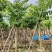 光杆大叶紫薇10～20公分基地直销规格齐全欢迎来电