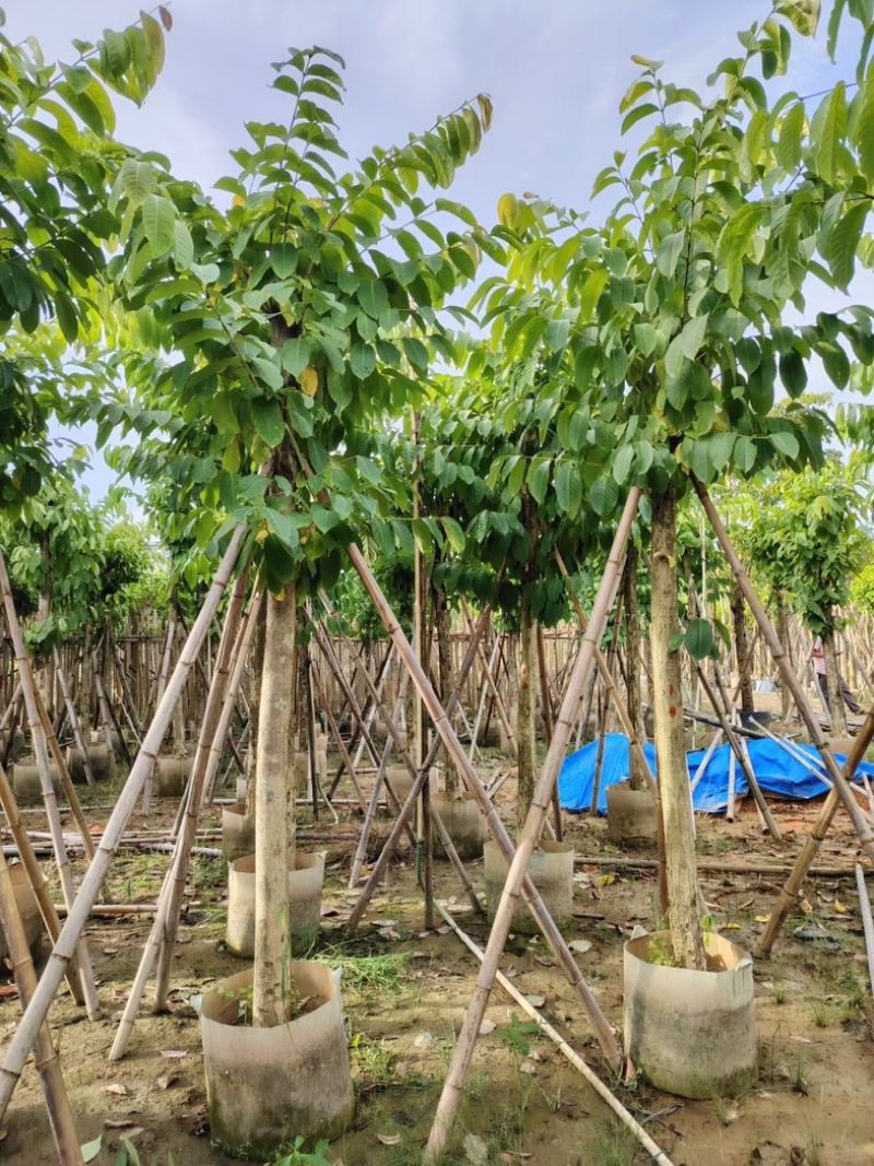 光杆大叶紫薇10～20公分基地直销规格齐全欢迎来电