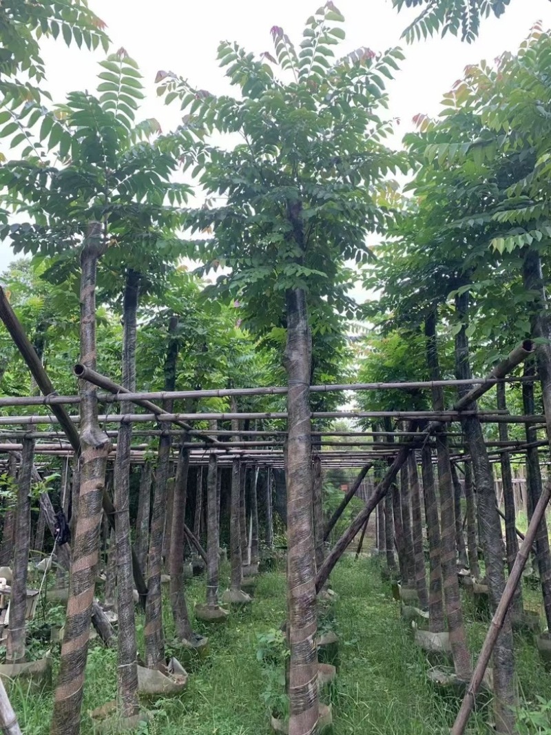 光杆麻楝10～18公分基地直销规格齐全欢迎老板来电