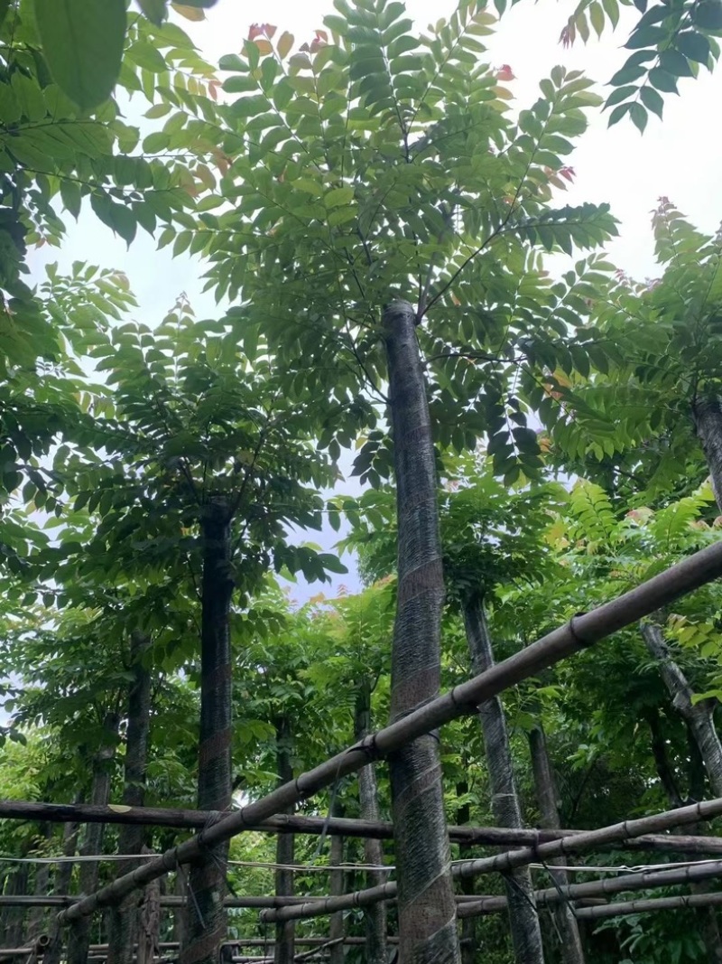 光杆麻楝10～18公分基地直销规格齐全欢迎老板来电