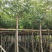 腊肠树4～12公分基地直销规格齐全欢迎老板来电咨询